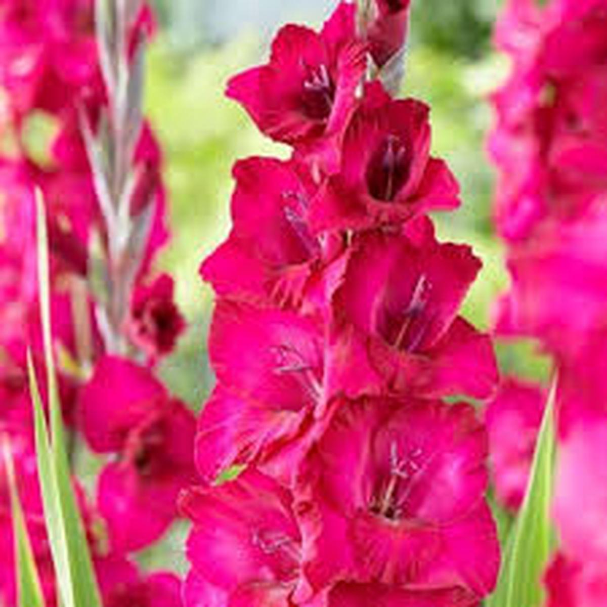 Pink Gladiolus Flower Seeds for Planting Heirloom, Non-GMO, Vibrant Colors Organic Garden Seeds
