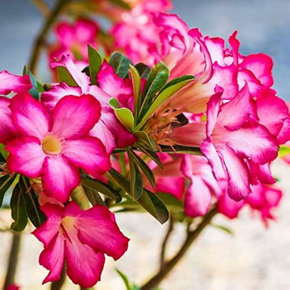 Pink IMO Desert Rose Seeds for Planting Adenium Flower  Heirloom, Non-GMO