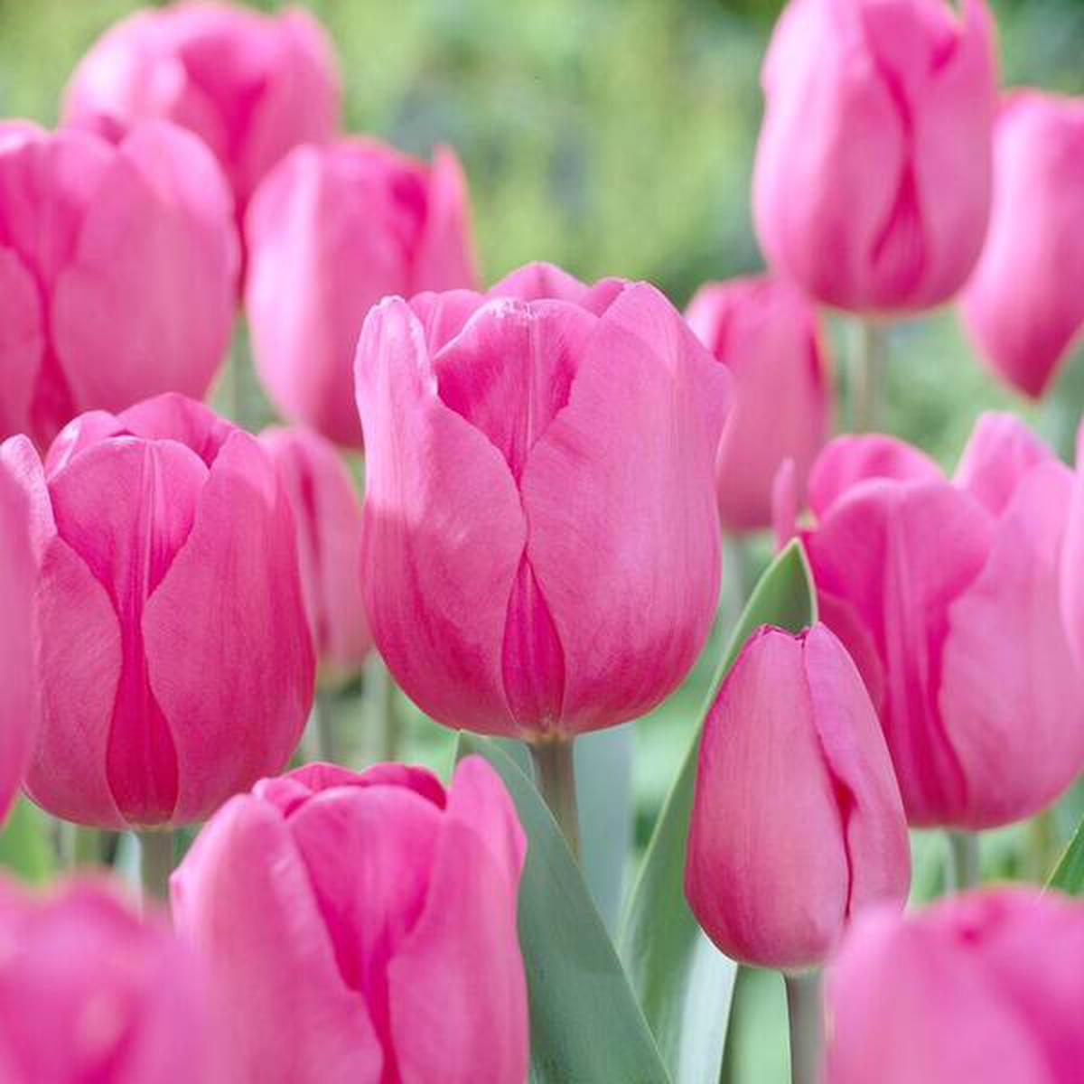 Pink Tulip Flower Seeds for Planting Vibrant Colors, Heirloom, Non-GMO, High Germination Organic Garden Seeds