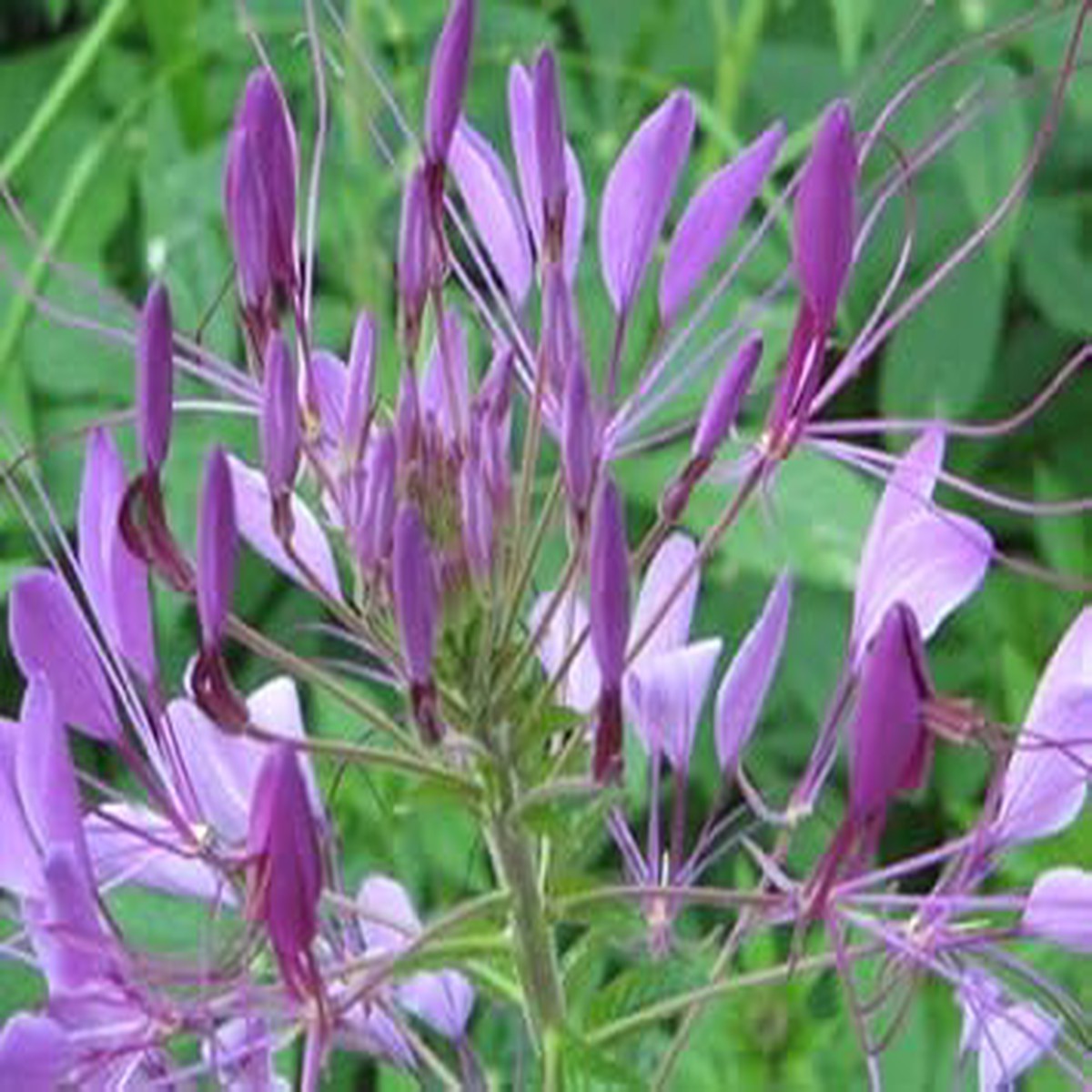 Purple Cleome Hasslerana Flower seeds for Planting - Compact Growth, Heirloom & GMO Free Seeds for Home Garden