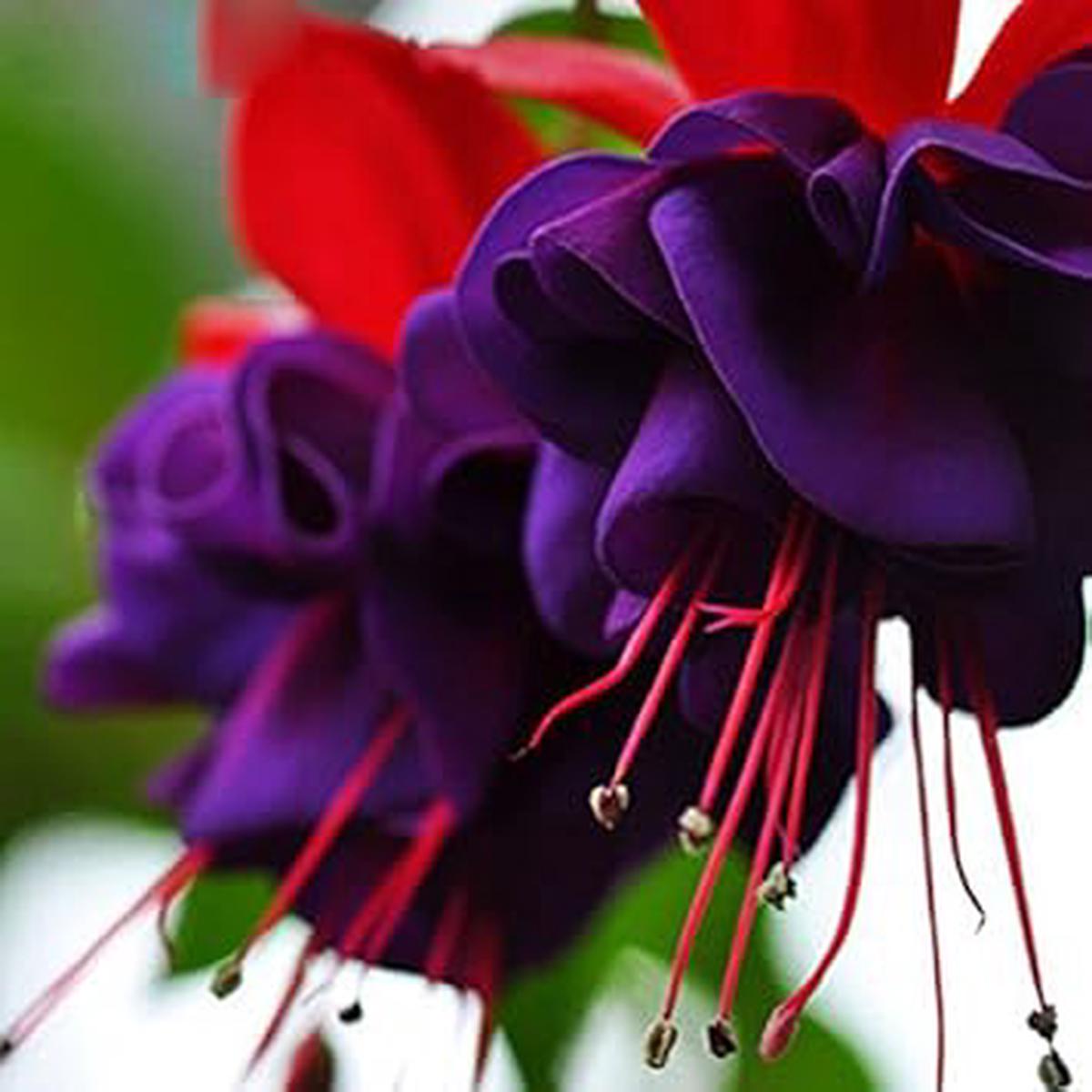 Purple Fuchsia Flower Seeds Heirloom Non-GMO Flower Seeds for Planting