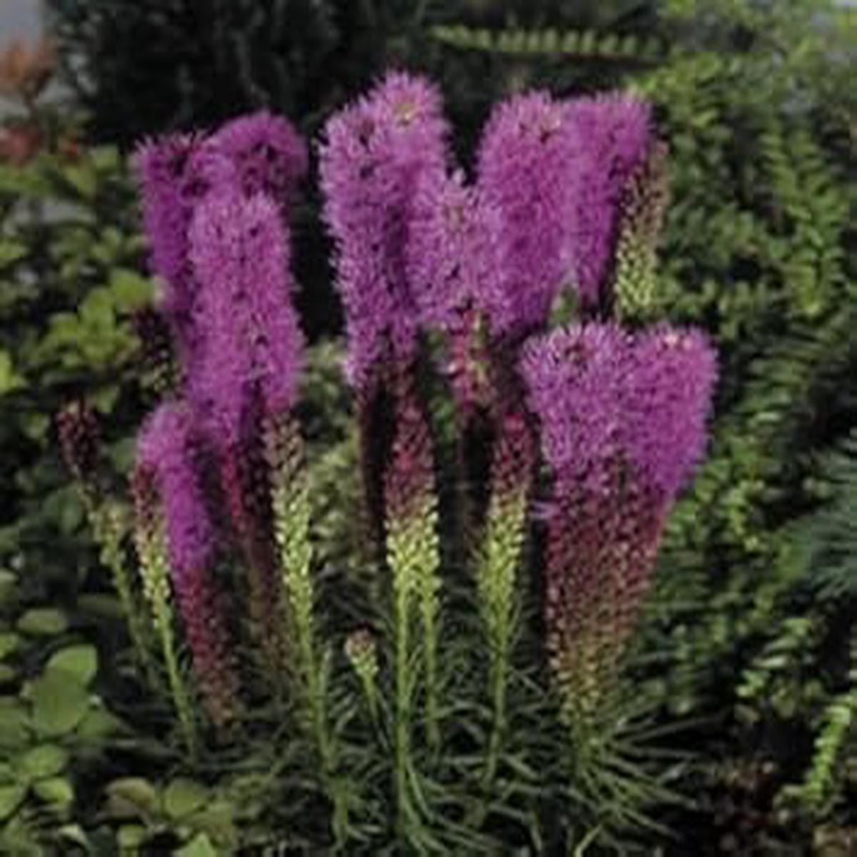 Purple Liatris Flower Seeds for Planting Heirloom, Non-GMO, Colorful Display Organic Garden See