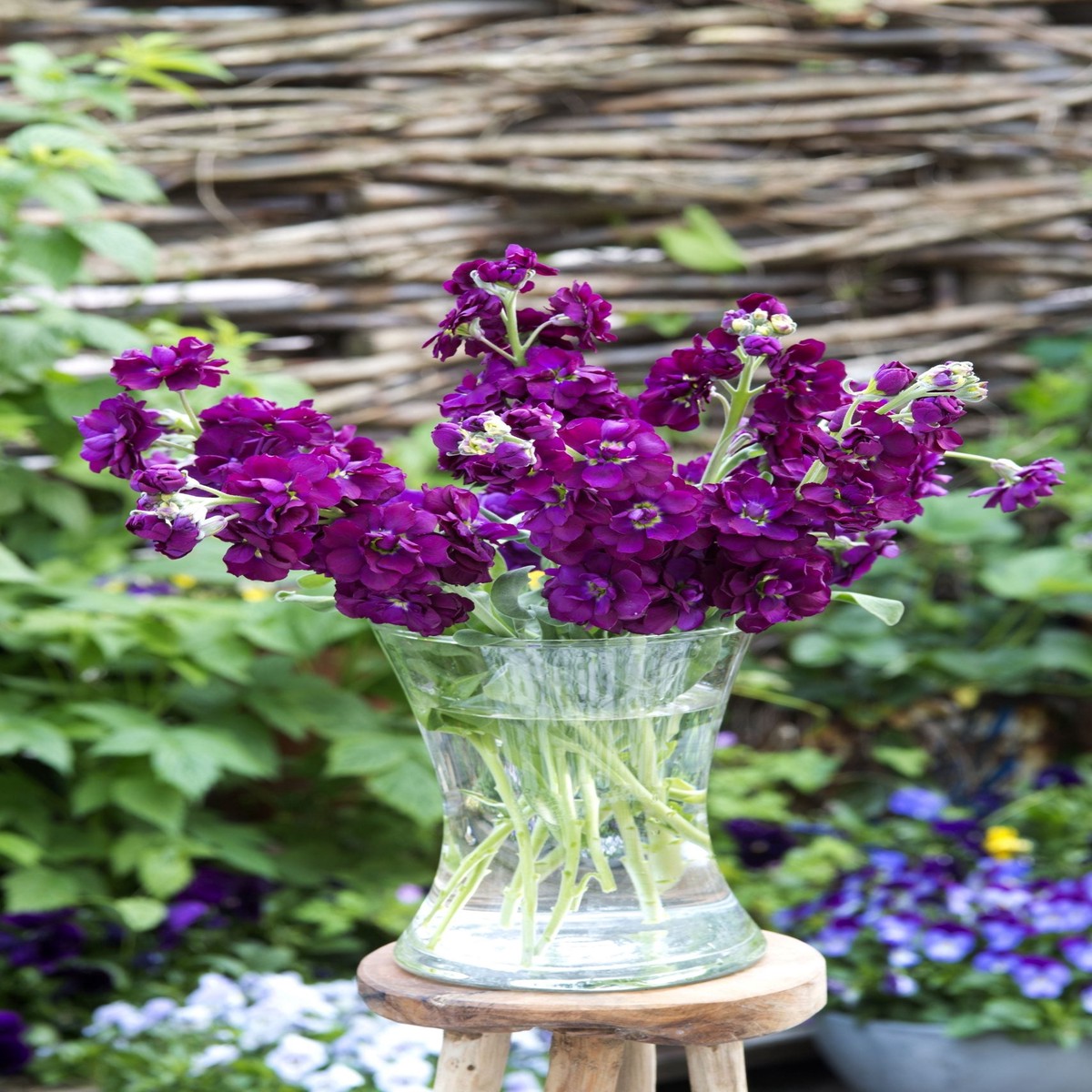 Purple Matthiola Incana Fragrant Flower For Planting Flower Seeds for Home Garden Planting,