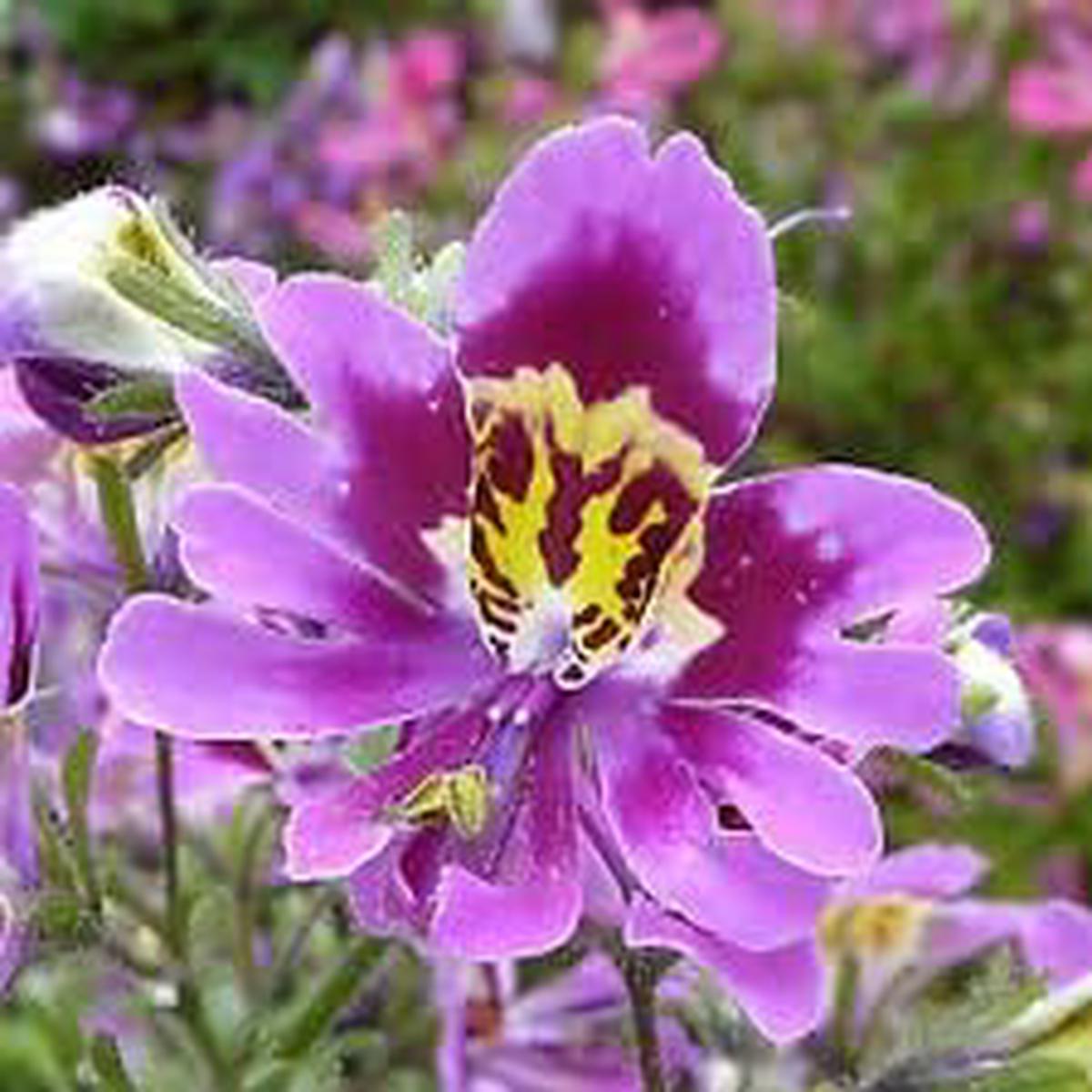 Purple Schizanthus Flower Seeds for Planting | Heirloom Non-GMO Organic Garden Seeds, Drought Tolerant, High Germination