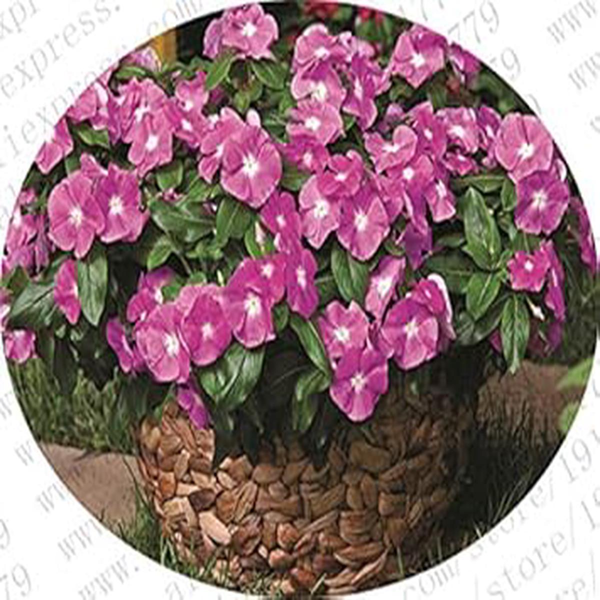Purple Vinca Periwinkle Flower seeds for Planting - Premium Quality, Heirloom & GMO Free Seeds for Home Garden