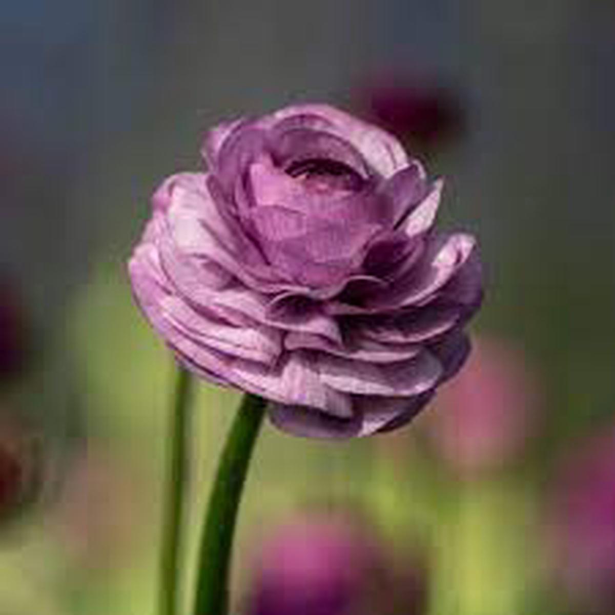 Ranunculus Friandine Lavender Flower Seeds for Planting Heirloom, Non-GMO, High Germination Organic Garden Seeds