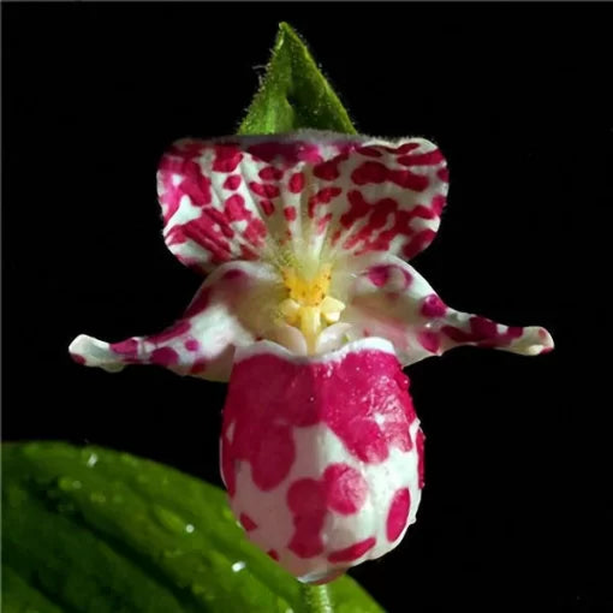 Rare Orchid Mix Seeds | Exotic Home Garden Orchid Variety Heirloom, Non-GMO, High Germination Organic Garden Seeds
