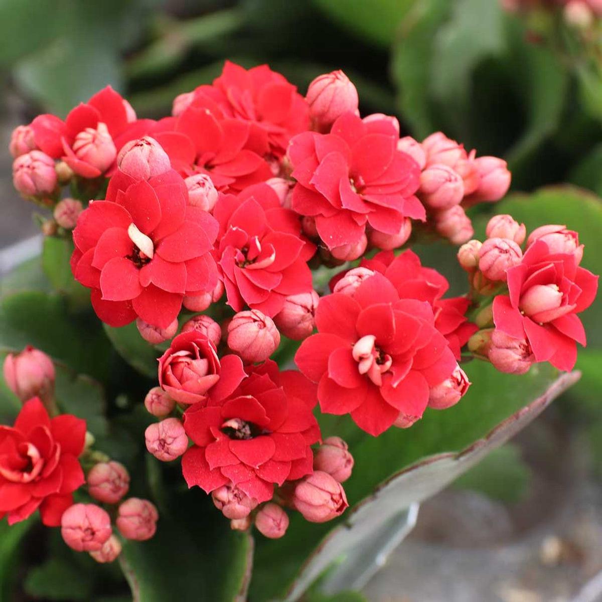 Red Kalanchoe Flower Seeds for Planting Heirloom, Non-GMO Colorful Organic Garden Seeds