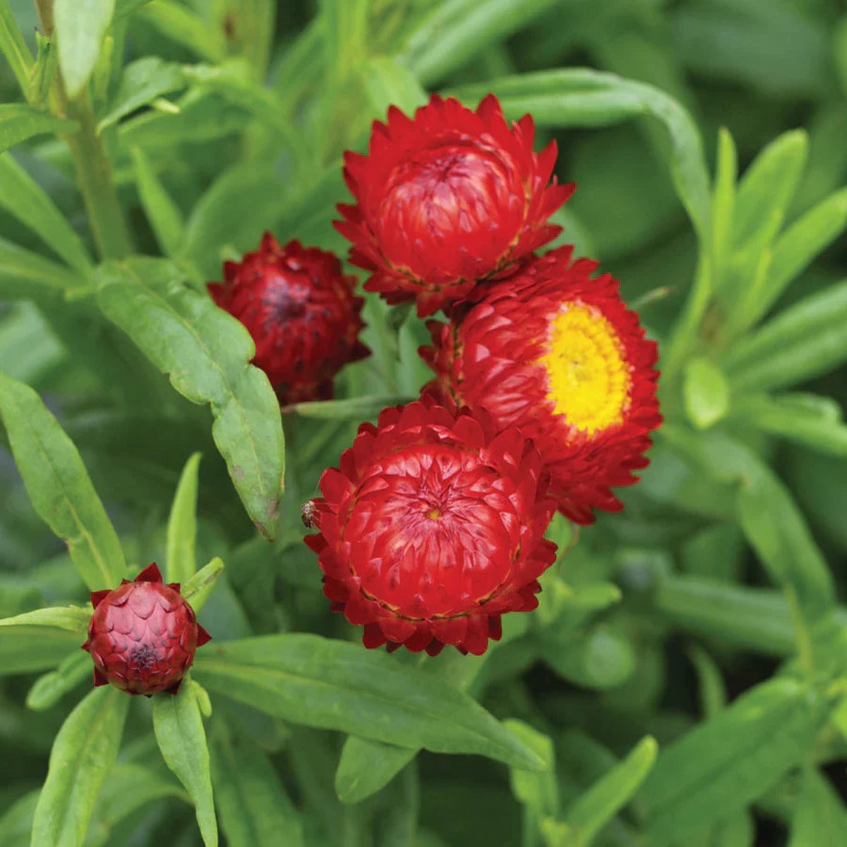 Red StrawFlower seeds for Planting Colorful Display Heirloom & GMO Free Seeds for Home Garden Sale