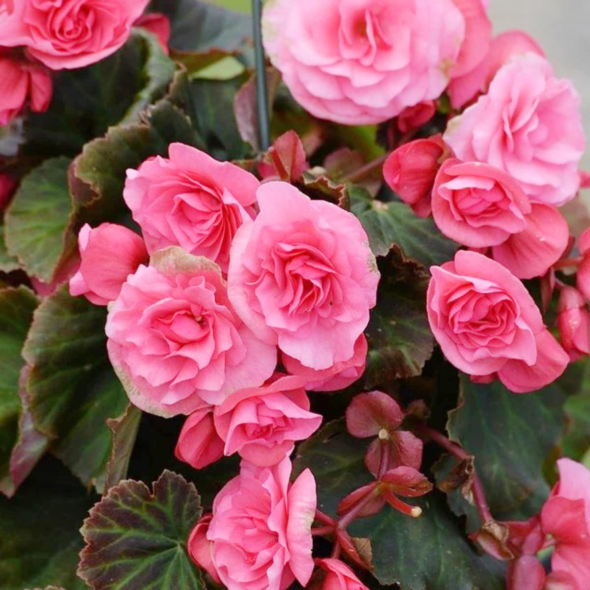 Ruffled Pink Begonia Flower Seeds for Planting Heirloom, Non-GMO, Easy to Grow, Annual