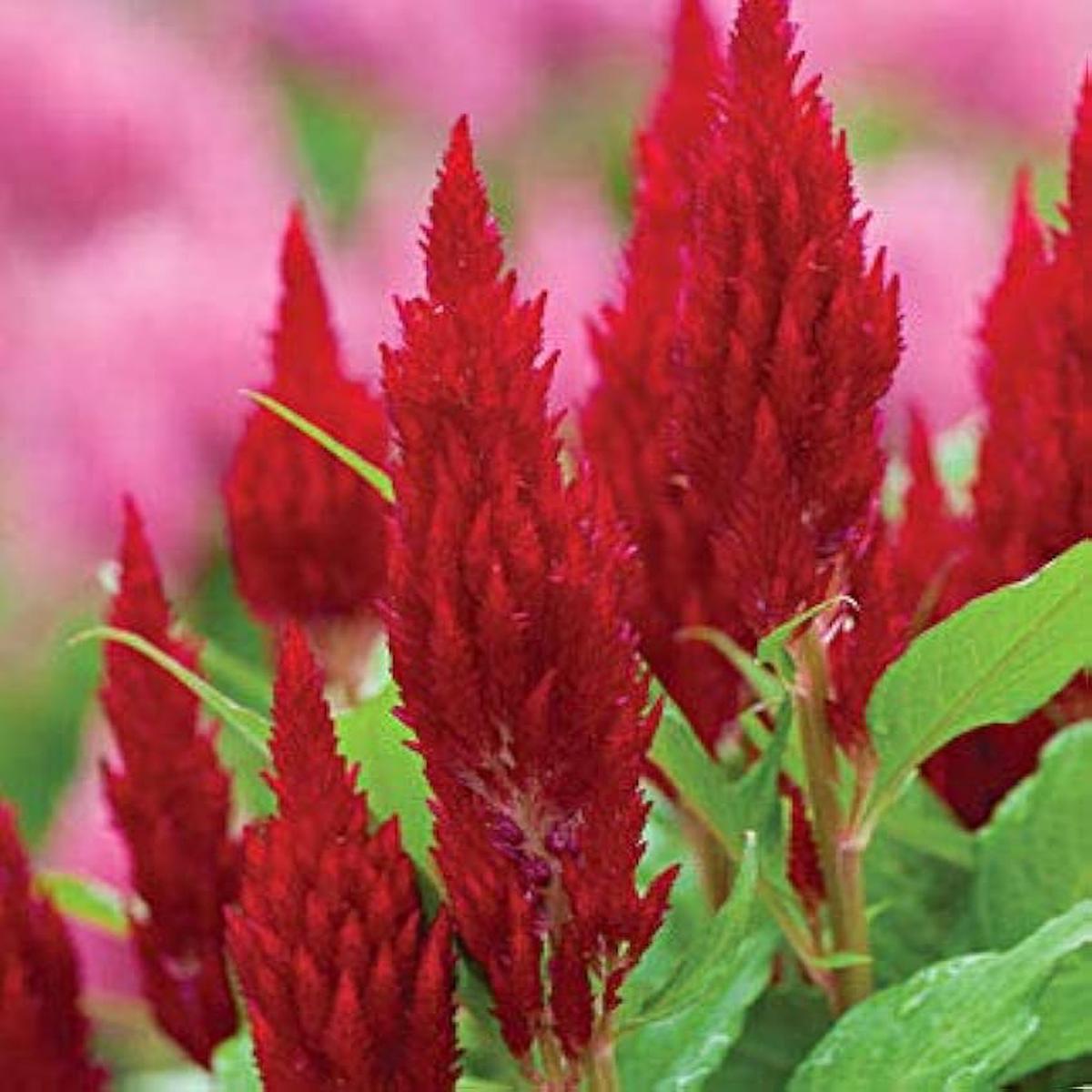 Scarlet Flower Ipomoea hederifolia Seeds for Planting in Flower Bed and Garden