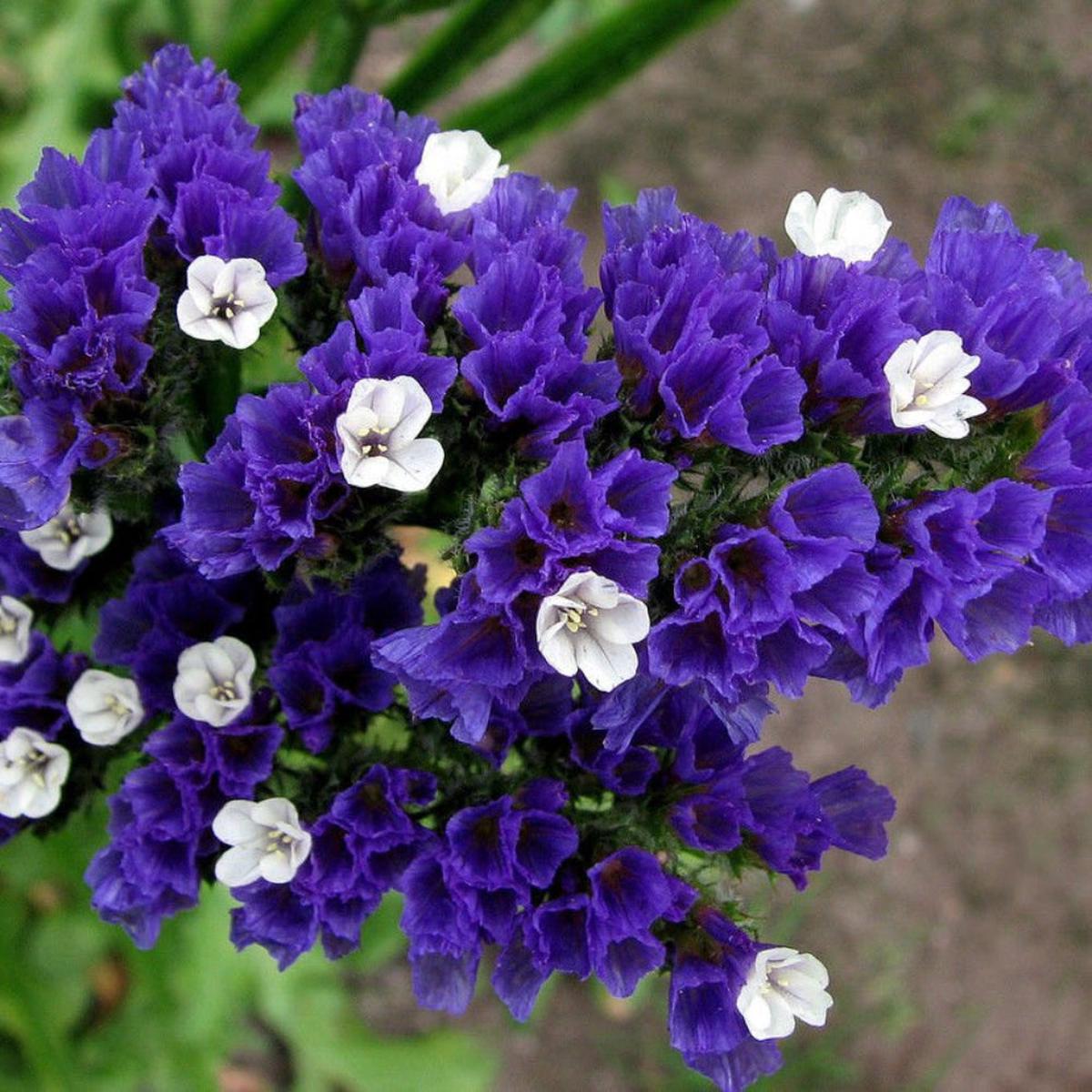 Sea Lavender (Statice) Flower Seeds for Planting Heirloom, Non-GMO, Easy to Grow, Annual