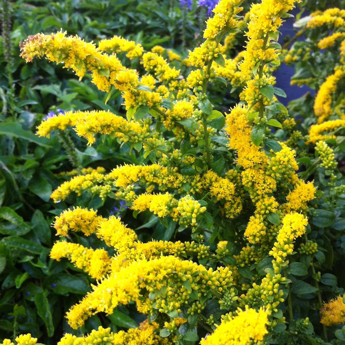 Showy Goldenrod Seeds for Planting Native Perennial Wildflower Pollinator Plant Seeds for Planting Heirloom, Non-GMO