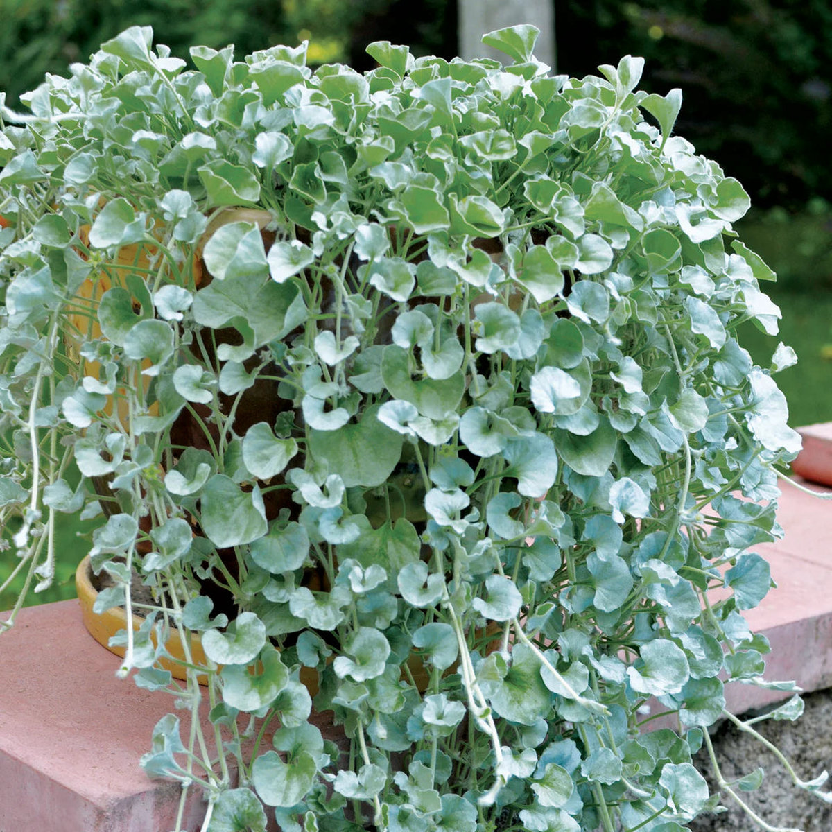 Silver Dichondra Plant Seeds for Planting NON GMO Heirloom Seeds, High Germination, Organic Garden