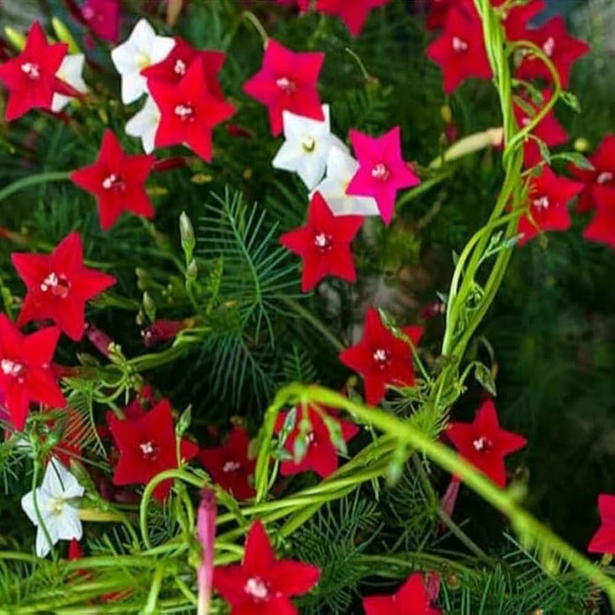 Starry Flowers No Scientific Name Planting Flower Bed And Urban Garden Flower Seeds