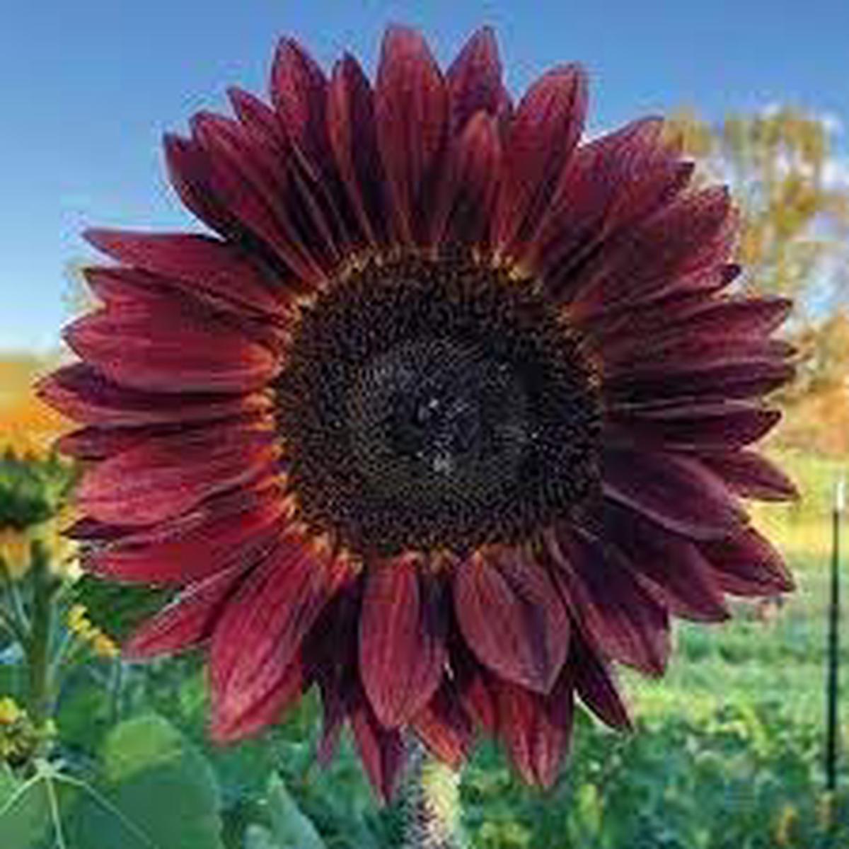 Sunflower Flower seeds for Planting Vibrant Colors Heirloom & GMO Free Seeds for Home Garden