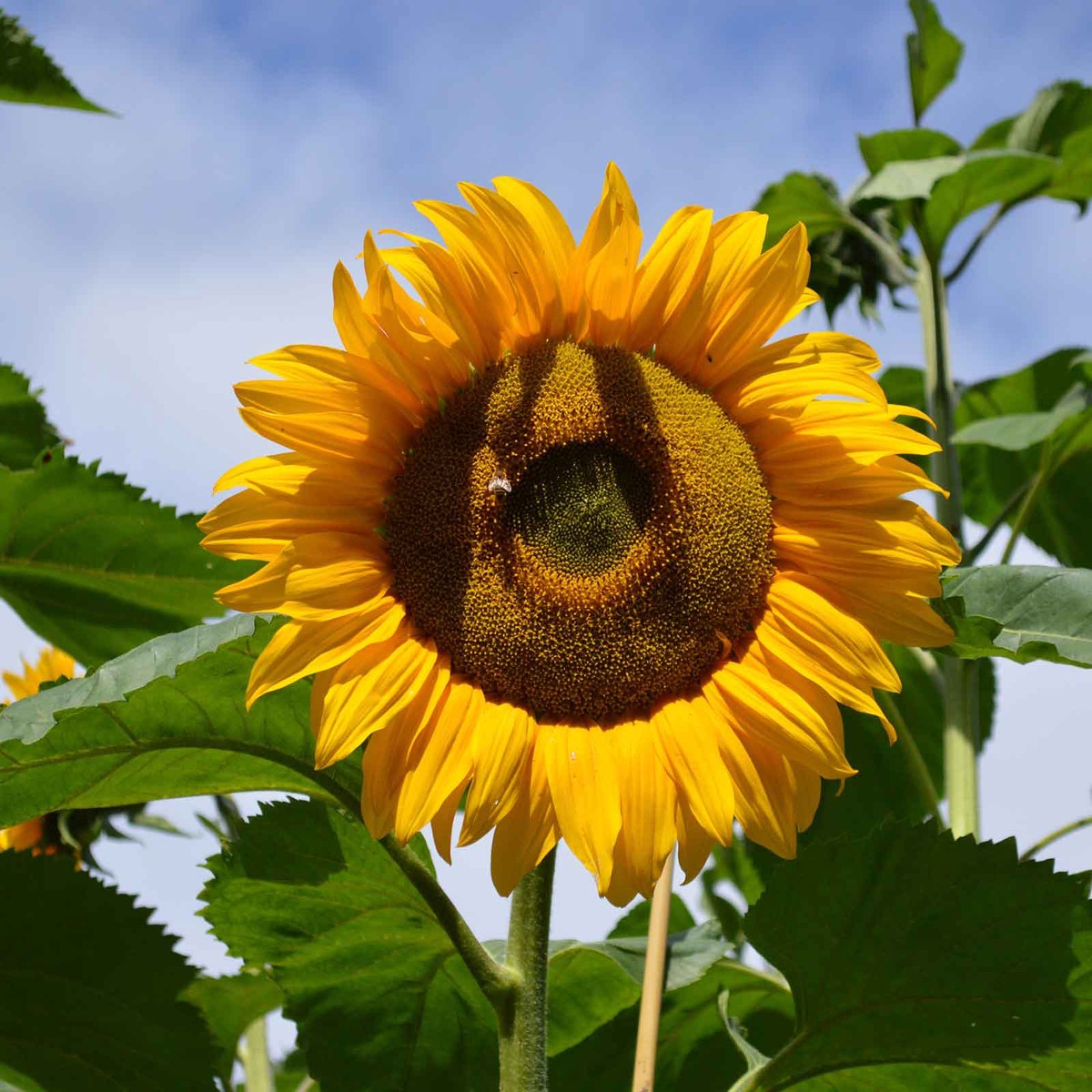 Sunflower Seeds (Organic) - Mammoth Grey-Stripe