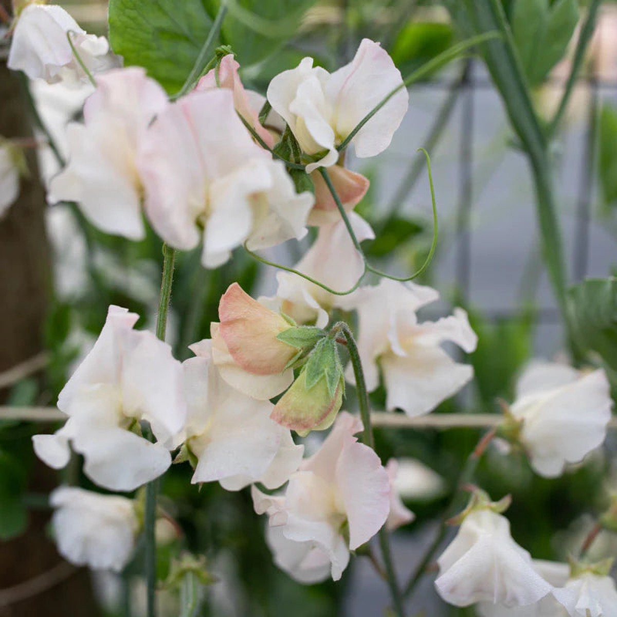 Sweet Pea 'Piggy Sue' Flower Seeds Heirloom, Non-GMO, High Germination Fragrant Blooms for Garden Planting