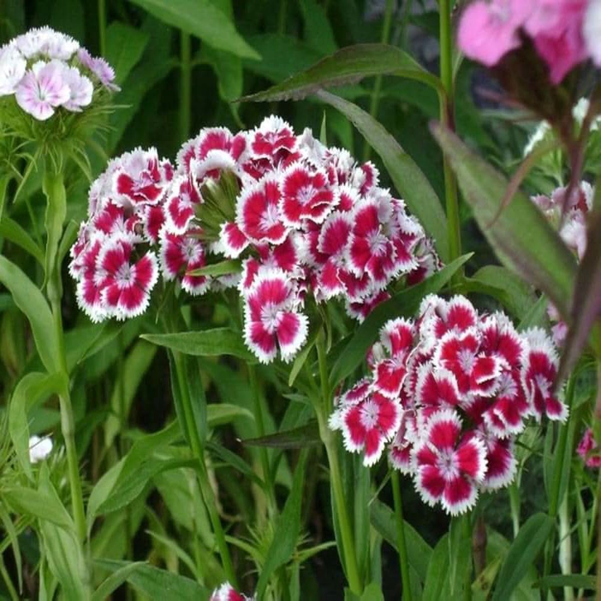 Sweet William Flower Blooms In Months Flower Seeds for Home Garden Planting, Fragrant Organic