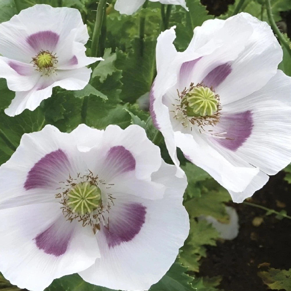 Tasmanian Papaever Somneferum Poppy Seeds for Growing Heirloom, Non-GMO, High Germination Organic Garden Seeds