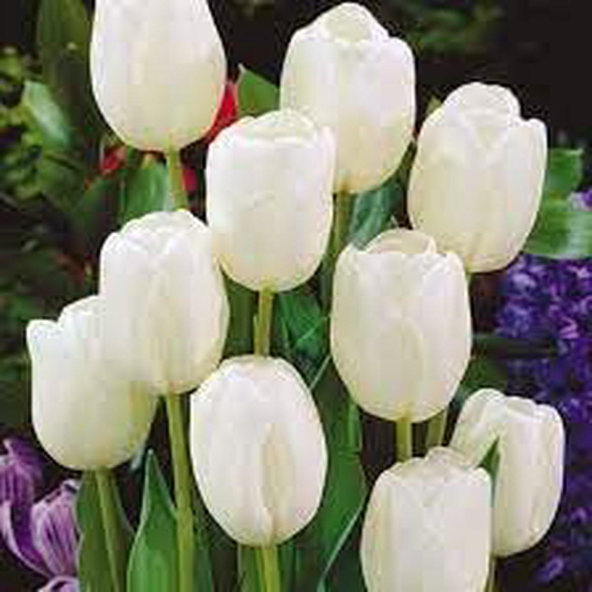 Tulip Flower seeds for Planting - Garden Favorite, Heirloom & GMO Free Seeds for Home Garden