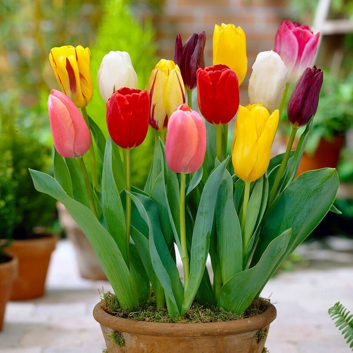 Tulip Tulipa Gesneriana Flower For Planting In Home Garden Container Beds Flower Seeds for Home