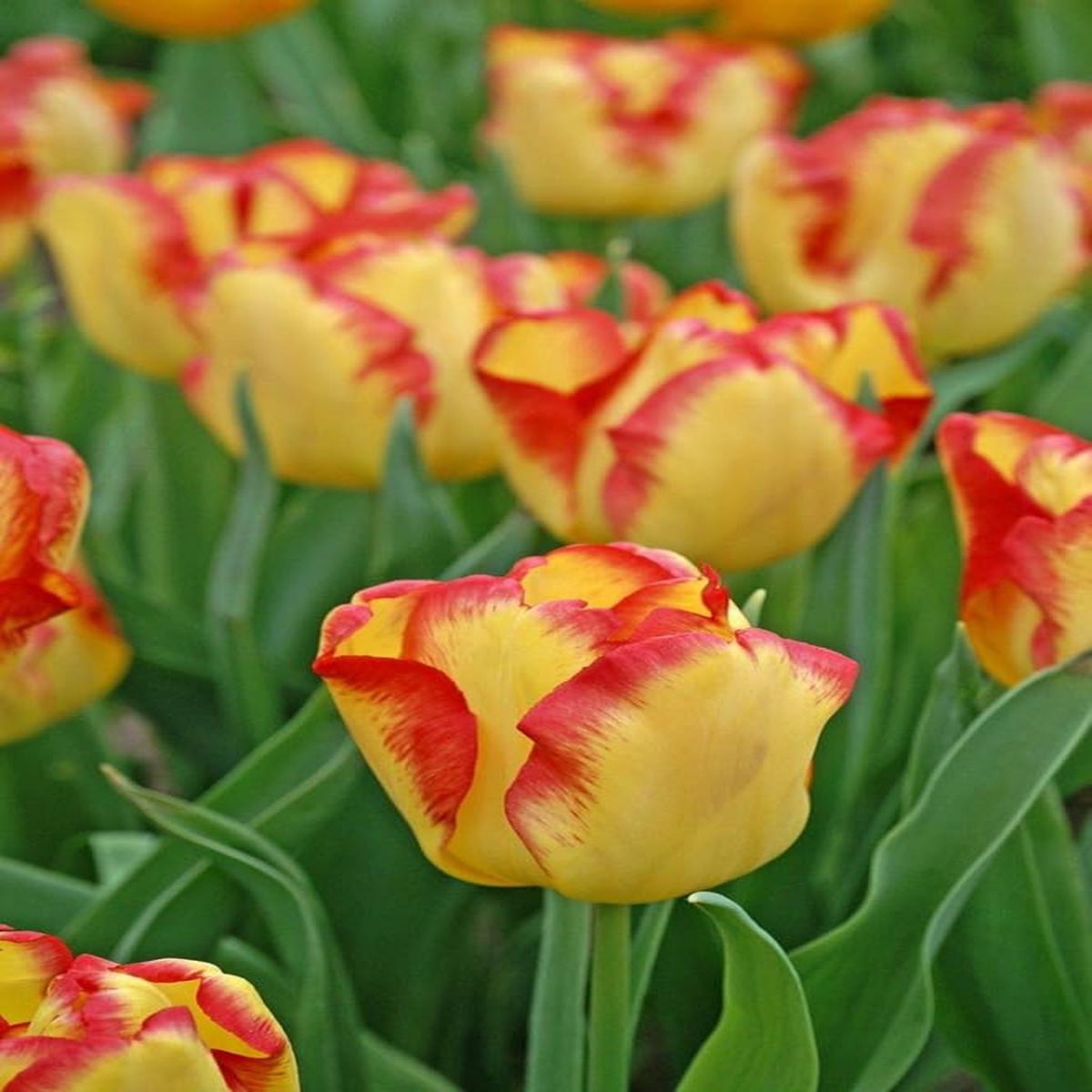 TulpeBirnen Flower seeds for Planting Premium Quality Heirloom & GMO Free Seeds for Home Garden Sale