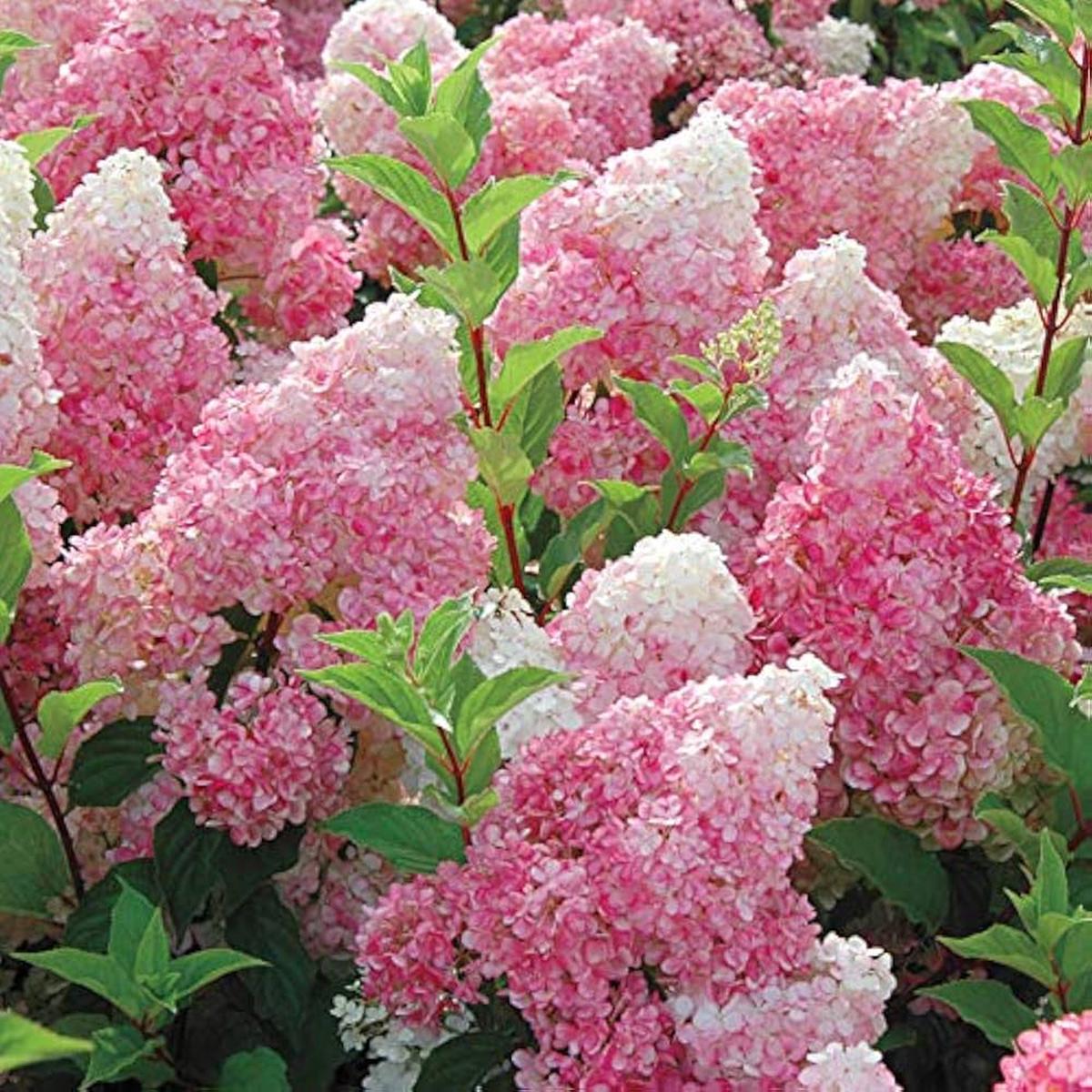 Vainilla Hortensia Flower seeds for Planting - Garden Favorite, Heirloom & GMO Free Seeds for Home Garden