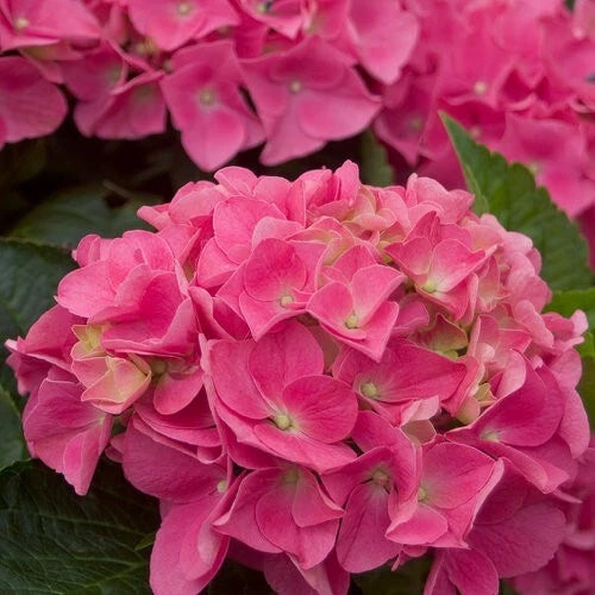 Vienna Pink Hydrangea Seeds Perennial Garden Hardy Shrub Bush Flower Seed Heirloom, Non-GMO, High Germination Organic Garden Seeds