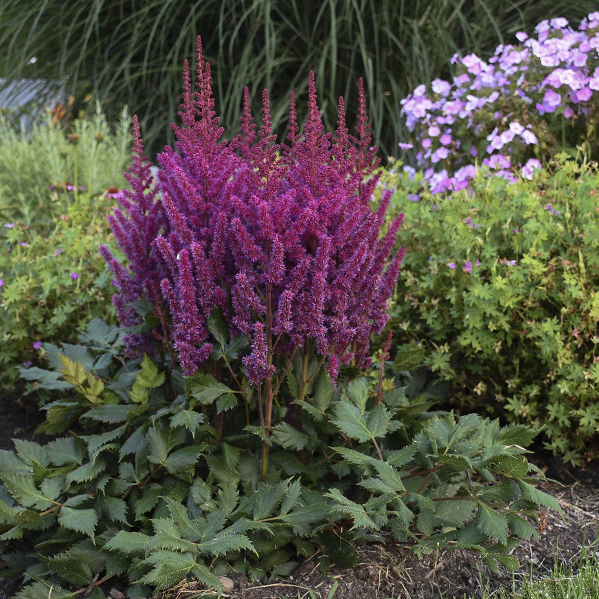 Violet Astilbe Flower Seeds for Planting Heirloom, Non-GMO, Compact Growth, High Germination