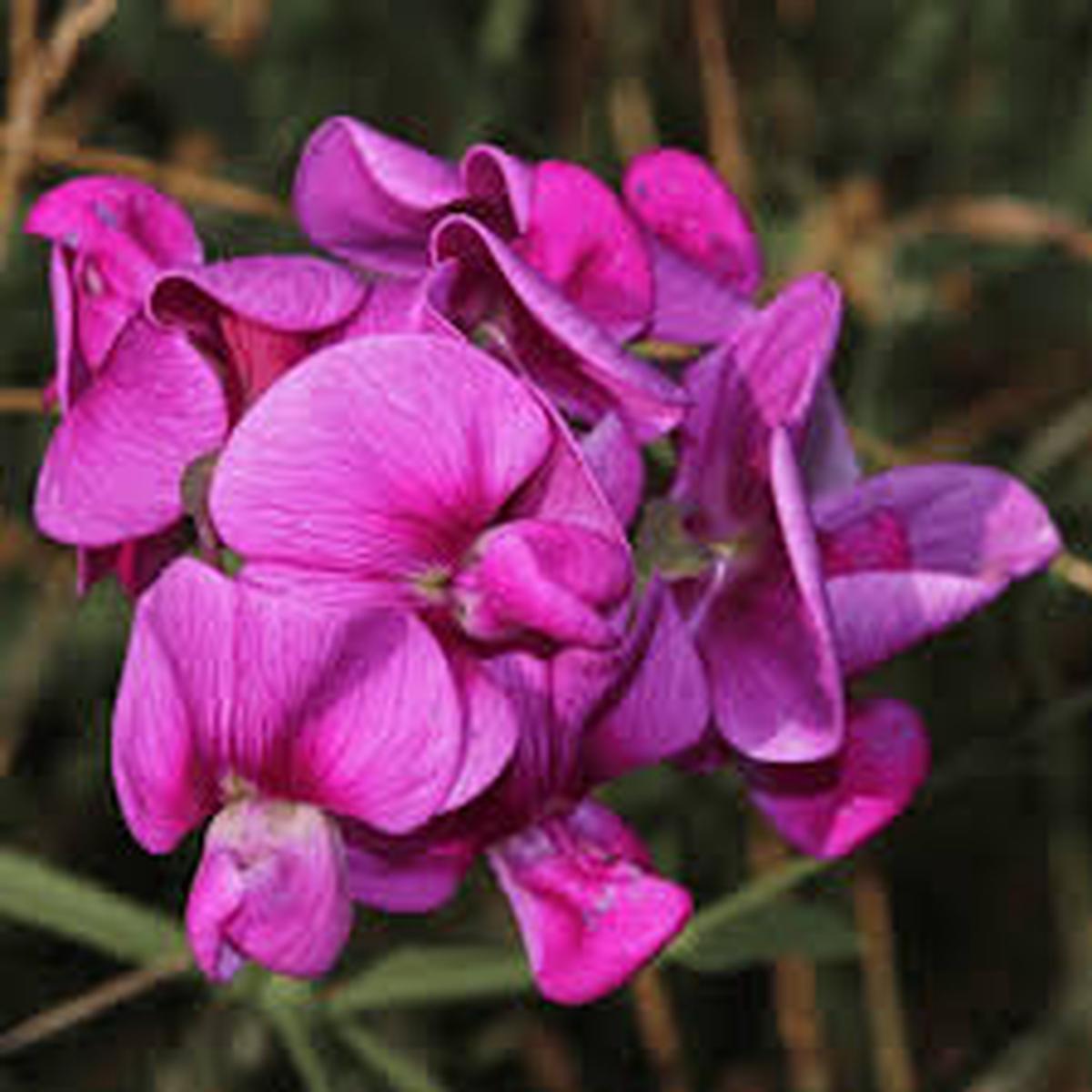 Violet Lathyrus Odoratus Flower seeds for Planting - Shade Tolerant, Heirloom & GMO Free Seeds for Home Garden