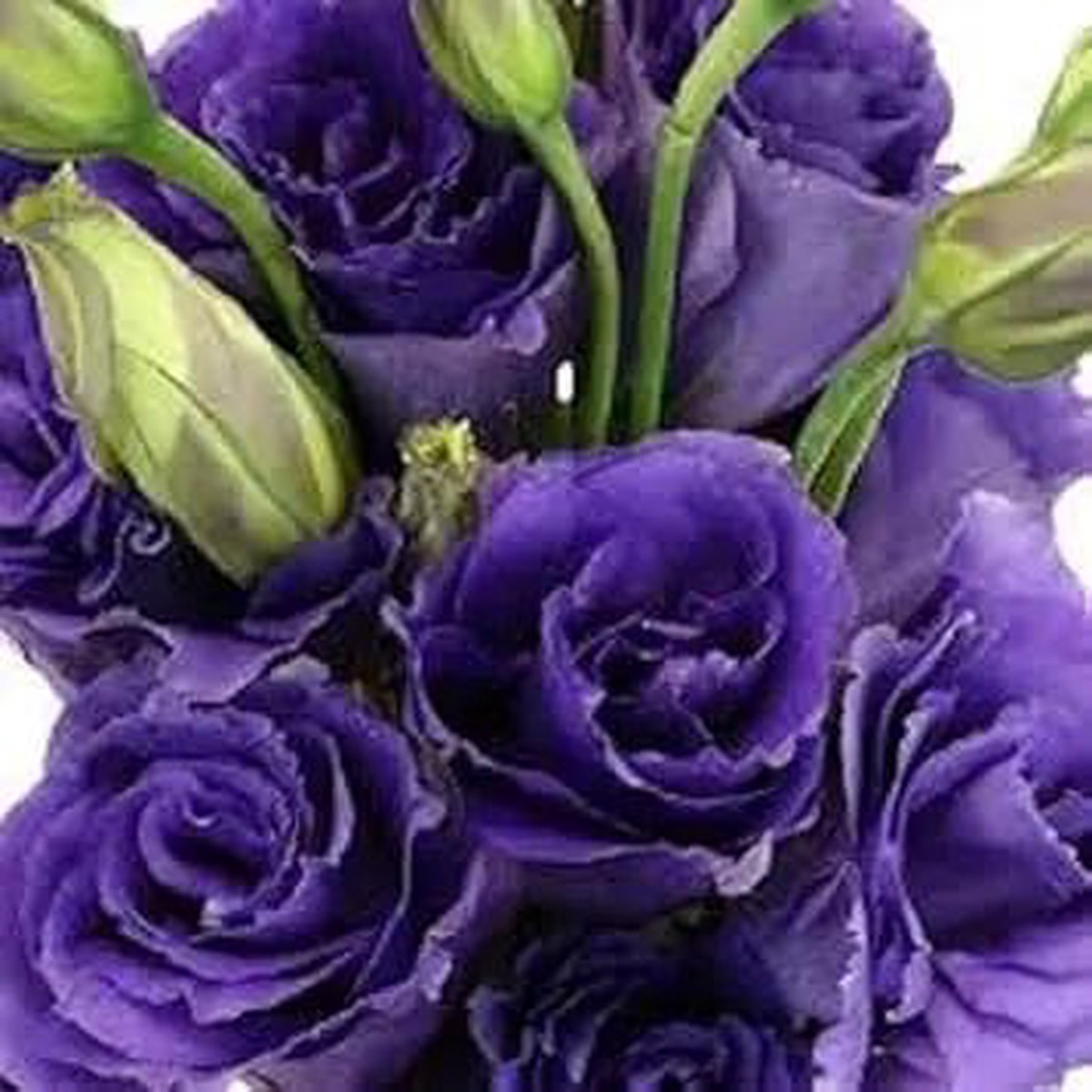 Violet Lisianthus Flower For Planting Heirloom Non Gmo Beautiful Garden Blooms Flower Seeds for