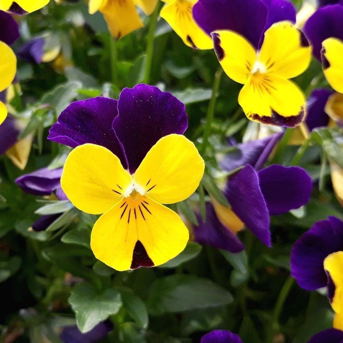 Violet Yellow Pansy Flower Seeds Non-GMO Seeds for Colorful Garden