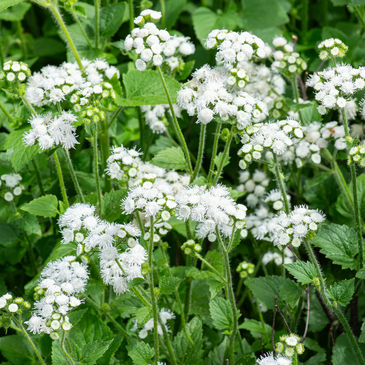 White Ageratum Flower Seeds for Planting Heirloom, Non-GMO, Annual, Easy to Grow