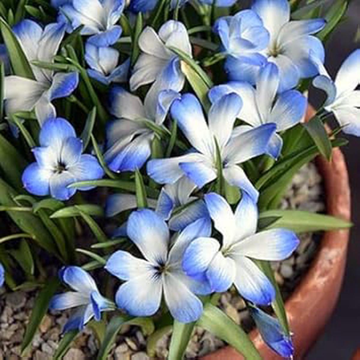 White and Sky Blue Gladiolus Flower Seeds for Planting Heirloom, Non-GMO Garden Seeds with High Germination