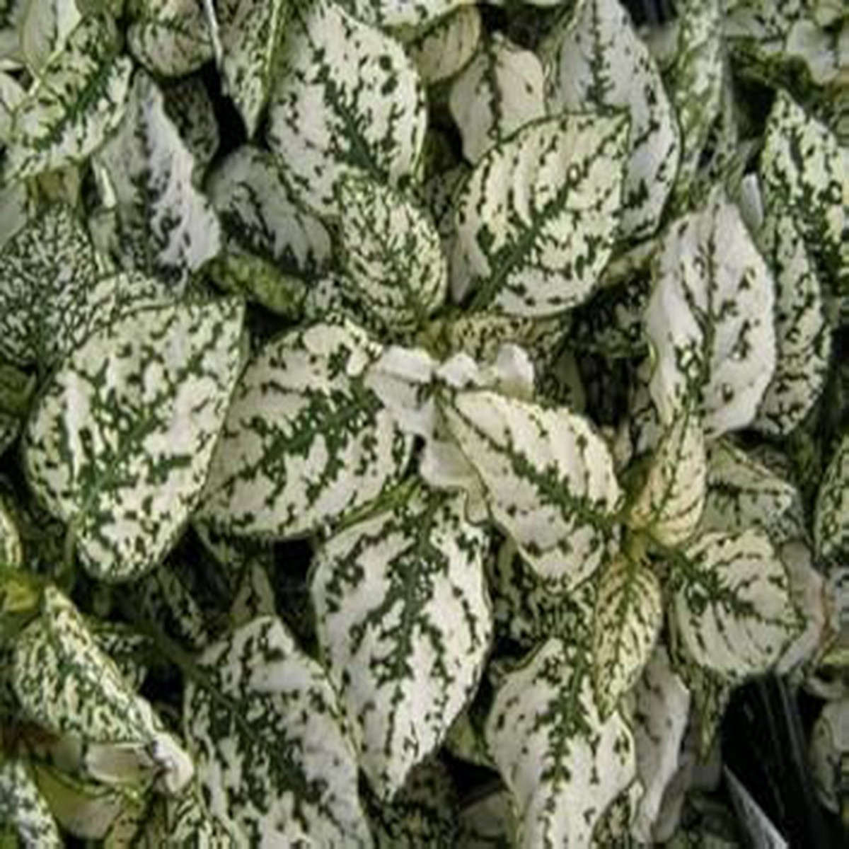 White Green Hypoestes Polka Flower seeds for Planting - Wildflower Mix, Heirloom & GMO Free Seeds for Home Garden
