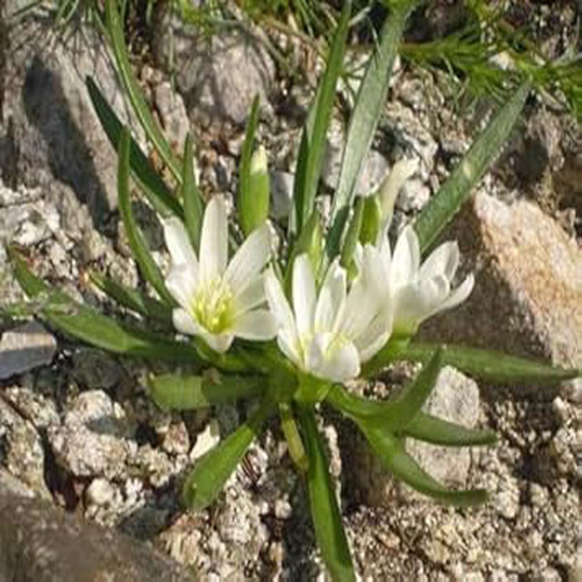 White Nevadensis Flower Seeds for Planting - NON GMO Seeds