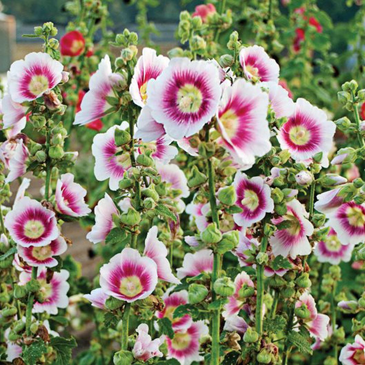 White & Pink Hollyhock Flower seeds for Planting Hardy Variety Heirloom & GMO Free Seeds for Home Garden Sale