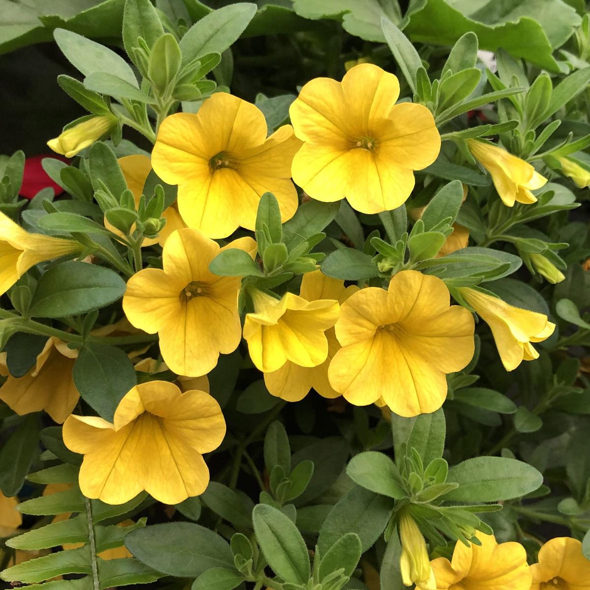 Yellow Calibrachoa Seeds for Planting Bright Blooms, Organic, Heirloom, Non-GMO