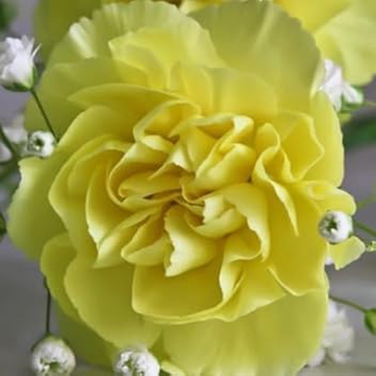 Yellow Carnations Flower seeds for Planting - Low Maintenance, Heirloom & GMO Free Seeds for Home Garden