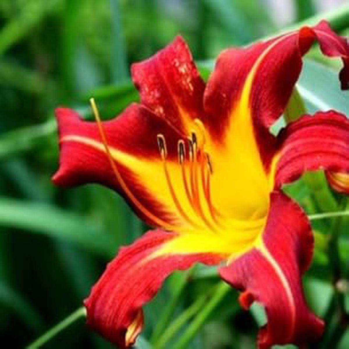 Yellow Red Hemerocallis Flower seeds for Planting - Sun Loving, Heirloom & GMO Free Seeds for Home Garden
