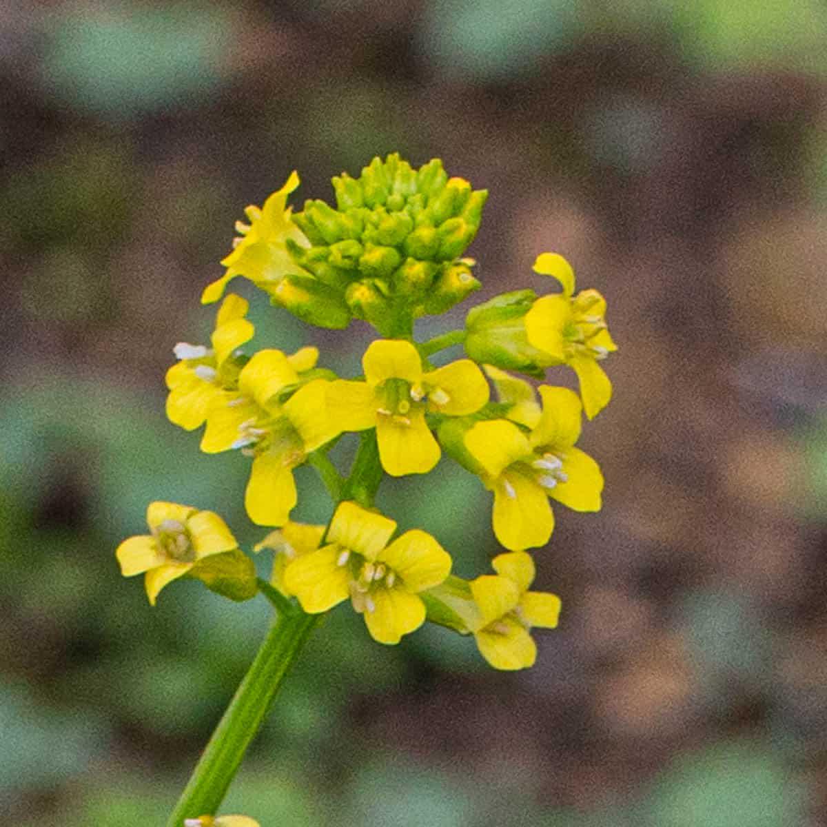 Yellow Rocketcress (Barbarea vulgaris) Flower Seeds for Planting  Heirloom, Non-GMO, Hardy, Biennial