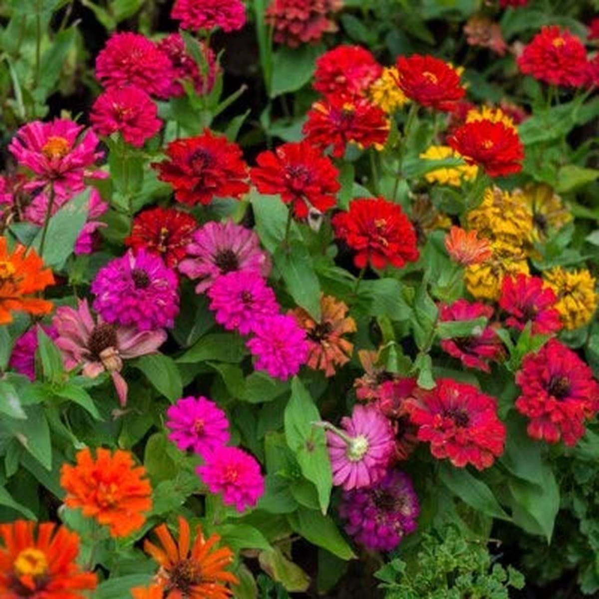 Zinnia Flower Mix Non Gmo Heirloom Fresh Flower Planting Easy To Grow Annual Blooms Flower
