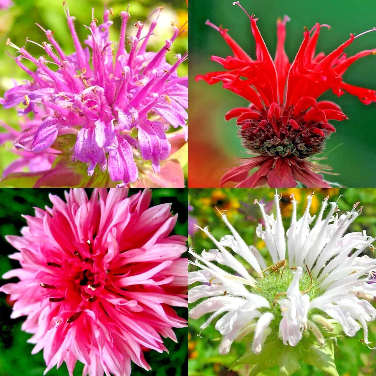 BERGAMOT SEEDS MONARDA AUTUMN MIX PERENNIAL RARE HUMMINGBIRD PLANT BEE BALM Seeds Heirloom, Non-GMO, High Germination Organic Garden Seeds