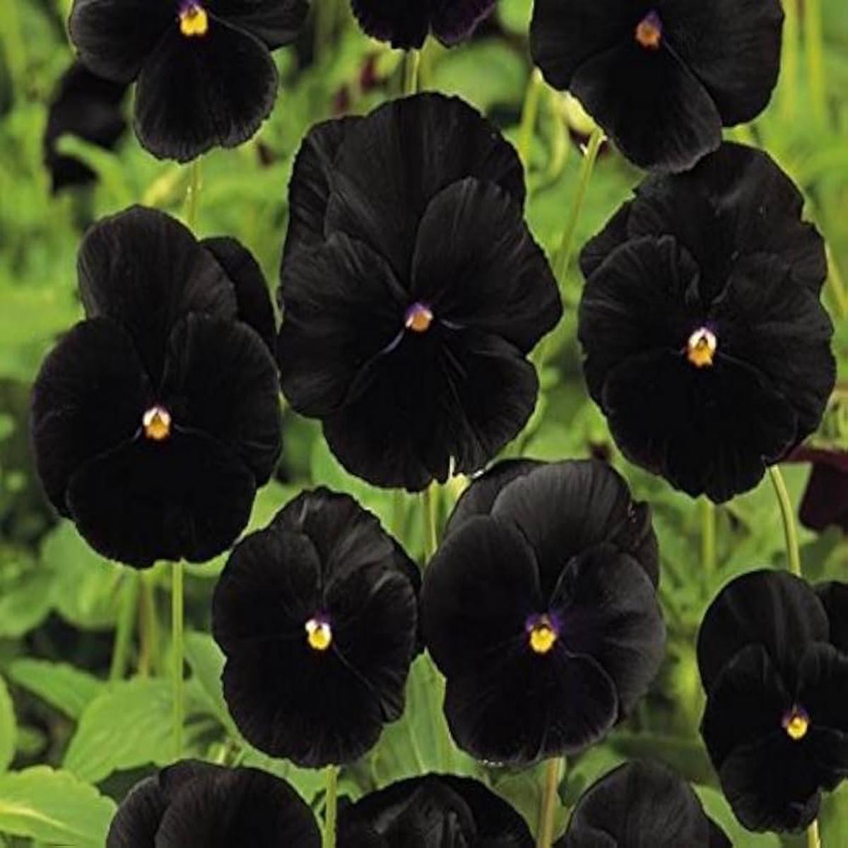 Black Pansy Flower Seeds Collection for Easy Planting