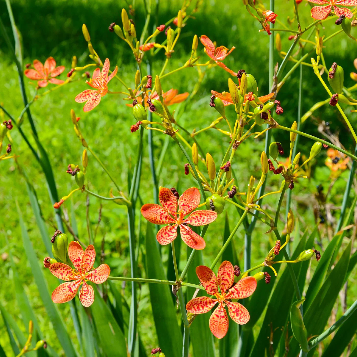 Blackberry Lilly Flower Seeds for Planting Premium Heirloom, Non-GMO, High Germination Garden Seeds