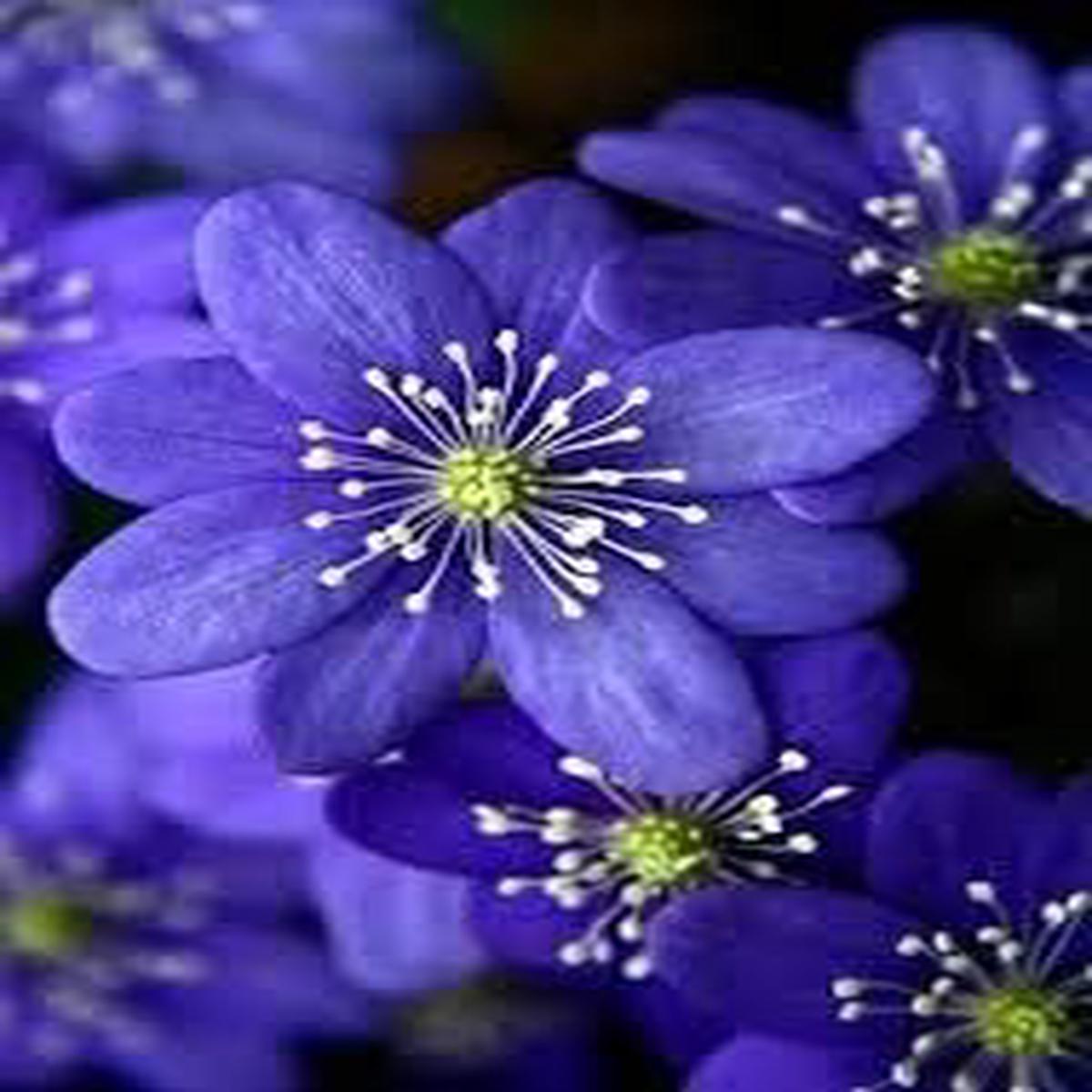 Blue Hepatica Seeds for Planting Organic, Heirloom, Non-GMO Flower Seeds
