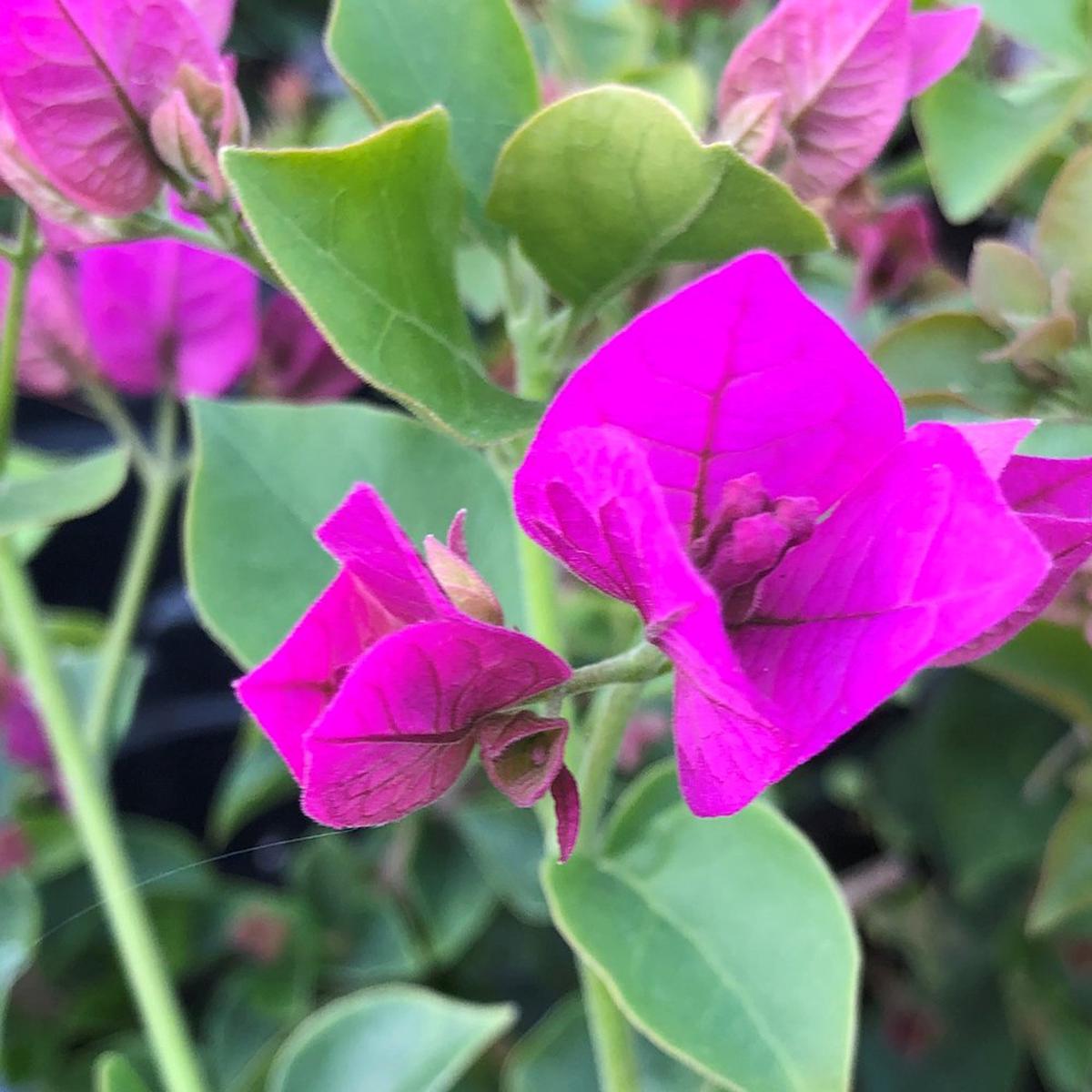 Bougainvillea Glabra Plant Seeds Heirloom Non-GMO High Germination Seeds for Planting Vibrant Climbing Garden Blooms