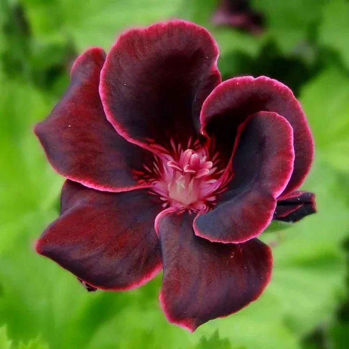 Burgundy Geraniums Flower seeds for Planting - Wildflower Mix, Heirloom & GMO Free Seeds for Home Garden