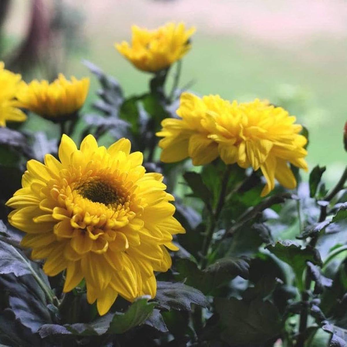 Chrysanthemum Mixed Flower Seeds for Planting flower bed